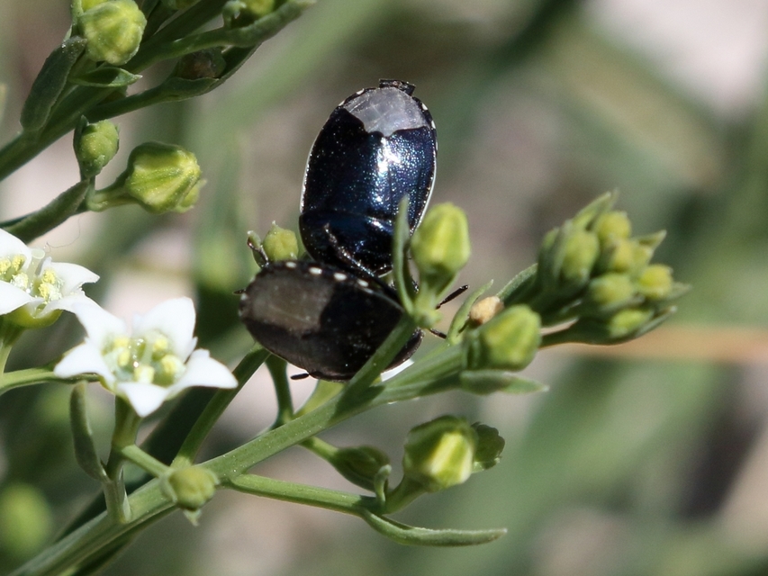 Canthophorus