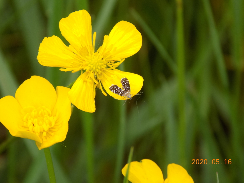 Prochoreutis myllerana - pompás levélmoly