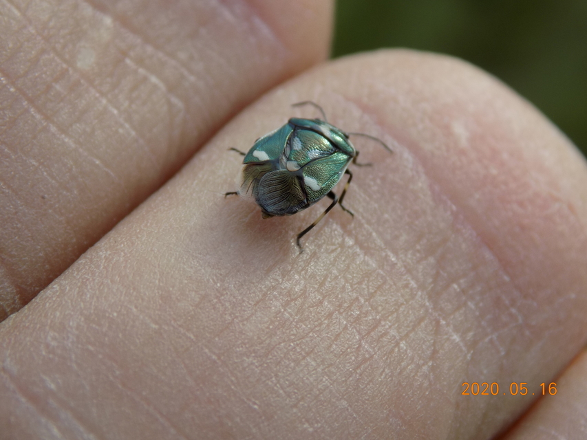 Eurydema oleracea - paréjpoloska Eurydema oleracea - paréjpoloska