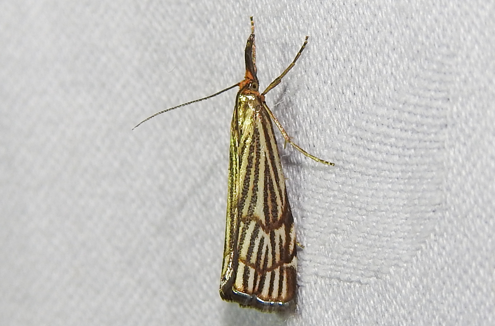 Chrysocramboides craterella - rácsos fűgyökérmoly
