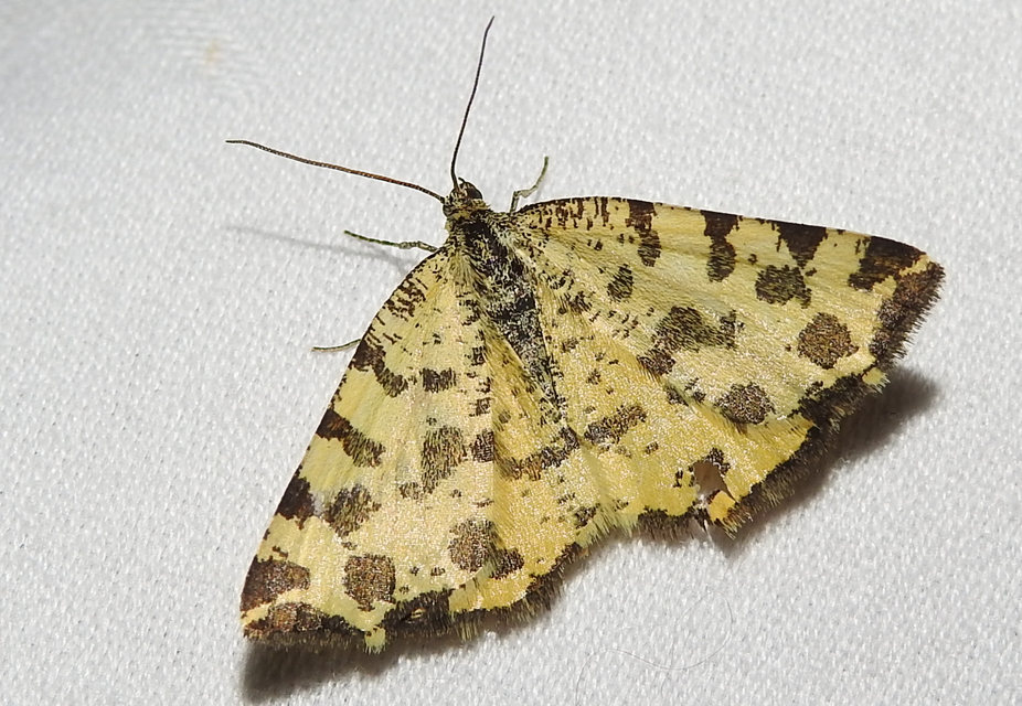 Pseudopanthera macularia - párducfoltos araszoló