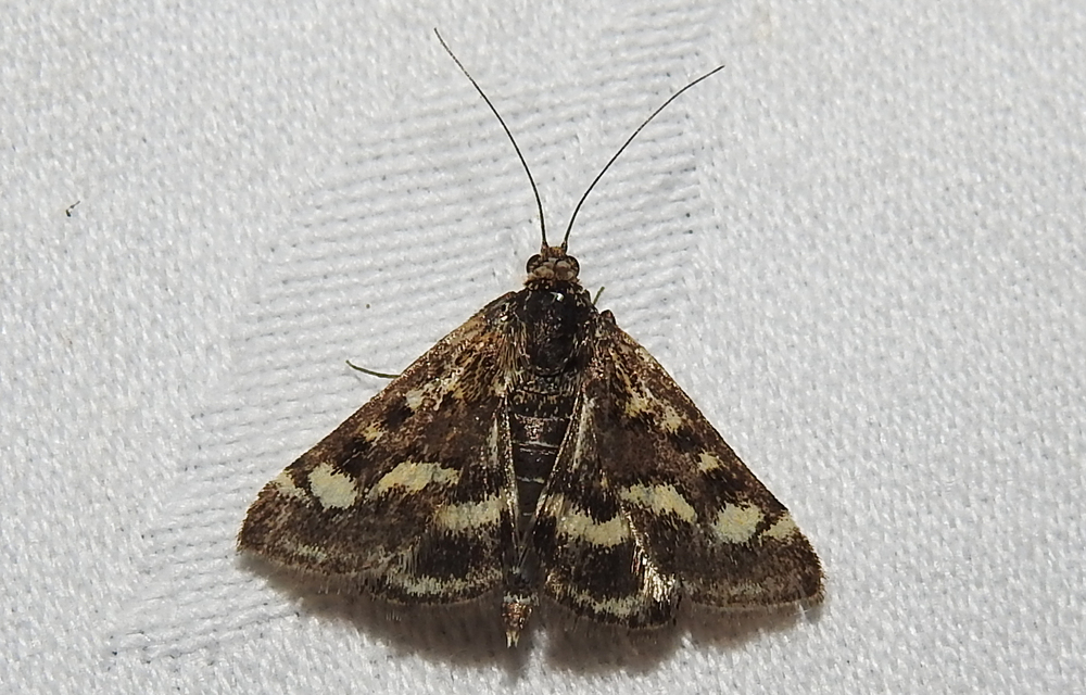 Pyrausta ostrinalis - ritka bíbormoly
