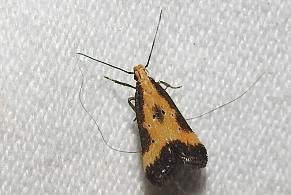 Brachmia dimidiella - citromkocsord-lápimoly