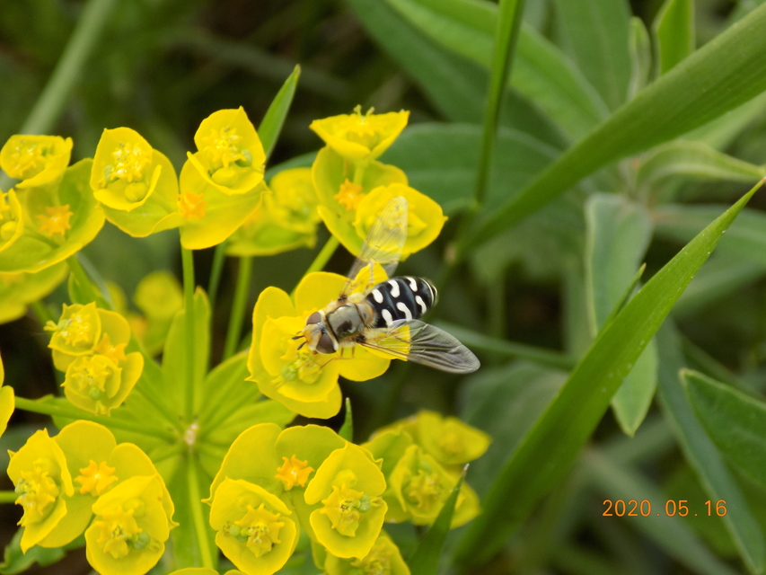 Scaeva pyrastri - gyakori nagyhomlokúlégy