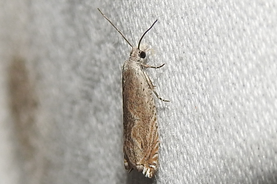 Ancylis