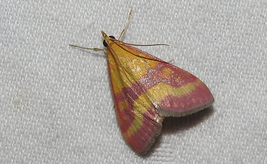 Pyrausta sanguinalis/virginalis