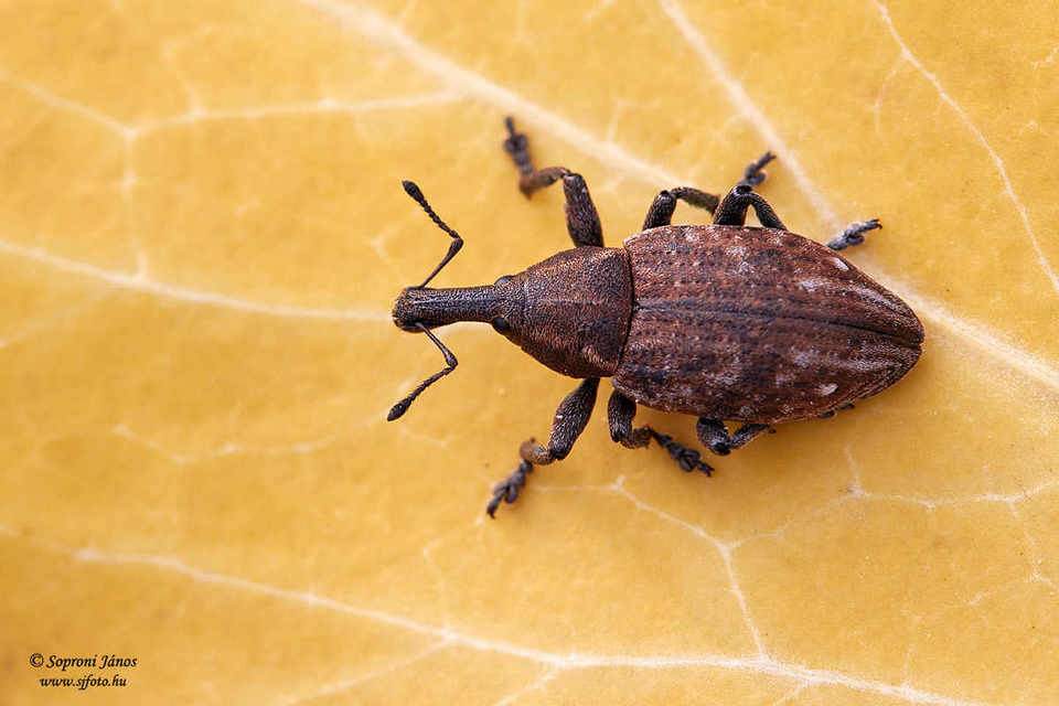 Lepyrus capucinus - pettyes fűzormányos