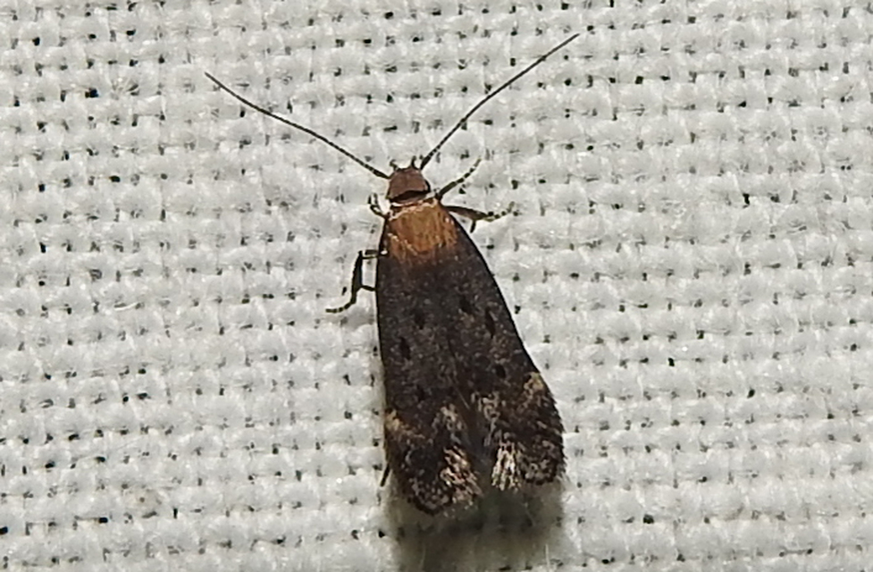Stomopteryx remissella - ibolyafényű övesmoly