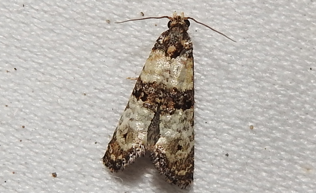 Phtheochroa pulvillana - spárgaszár-fúrómoly