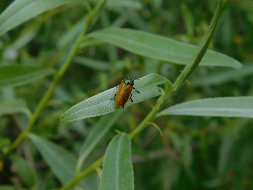 Labidostomis Labidostomis