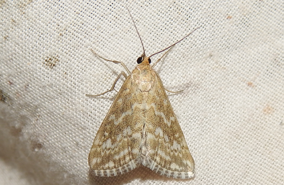 Evergestis frumentalis - tavaszi dudvamoly