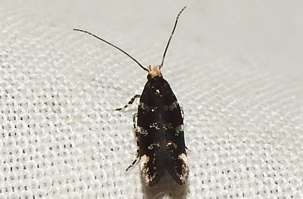 Eteobalea
