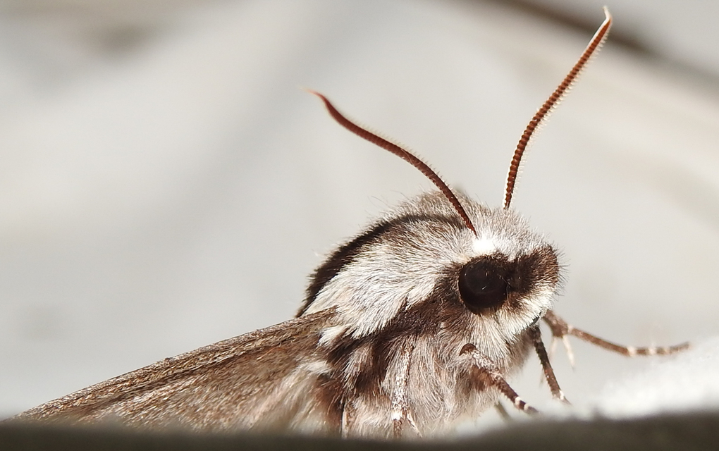Hyloicus pinastri - fenyőszender