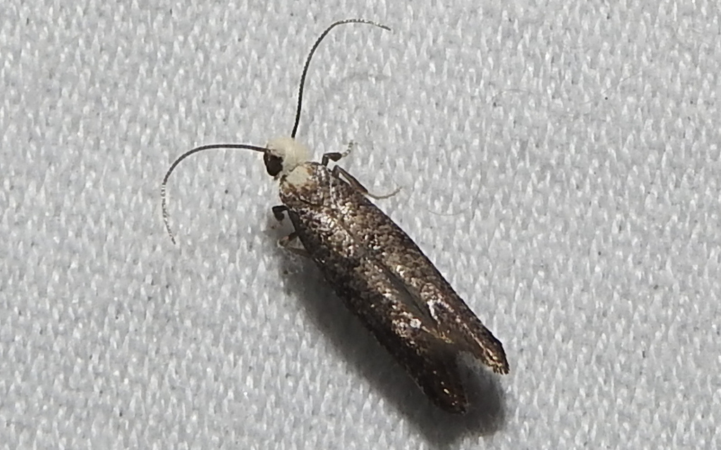 Yponomeutidae - pókhálós-molyfélék