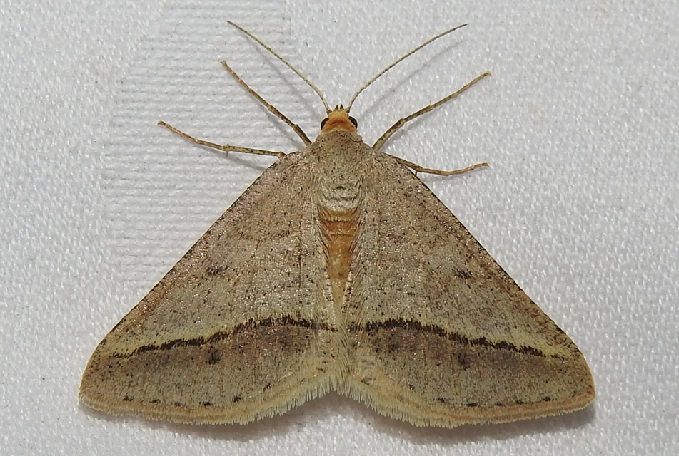 Tephrina arenacearia - lucerna-araszoló