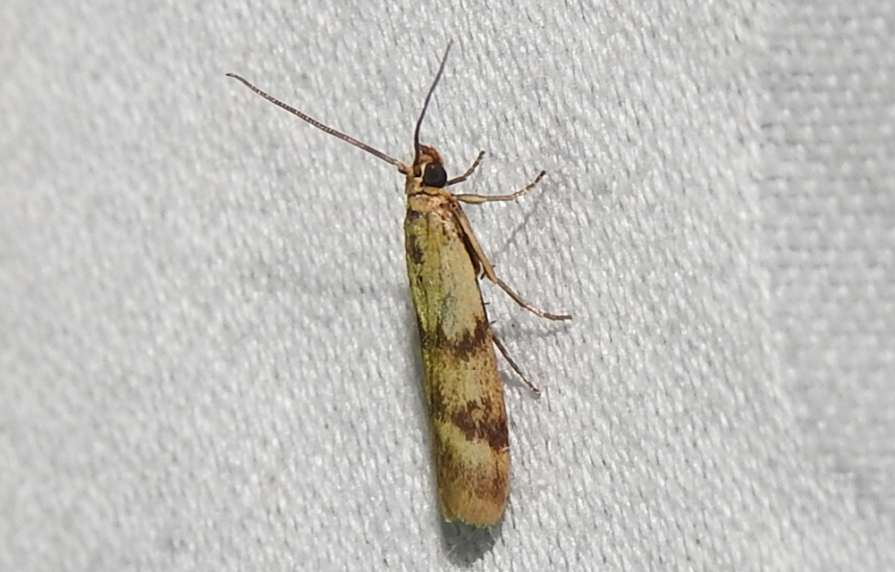 Homoeosoma sinuella - agyagsárga karcsúmoly