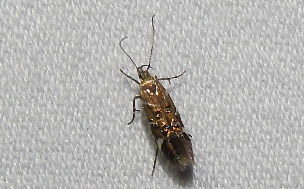 Eteobalea