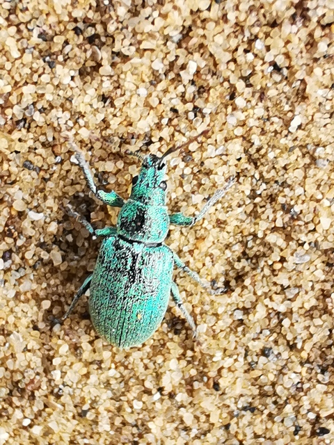 Phyllobius thalassinus - tömpeorrú levélormányos