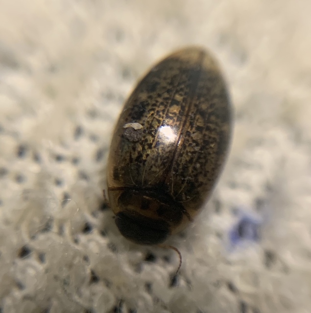 Agabus nebulosus - sárgás gyászcsíkbogár