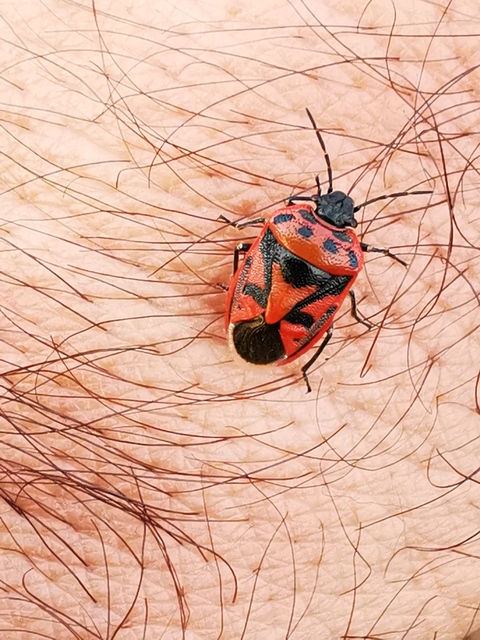 Eurydema ornata - díszespoloska