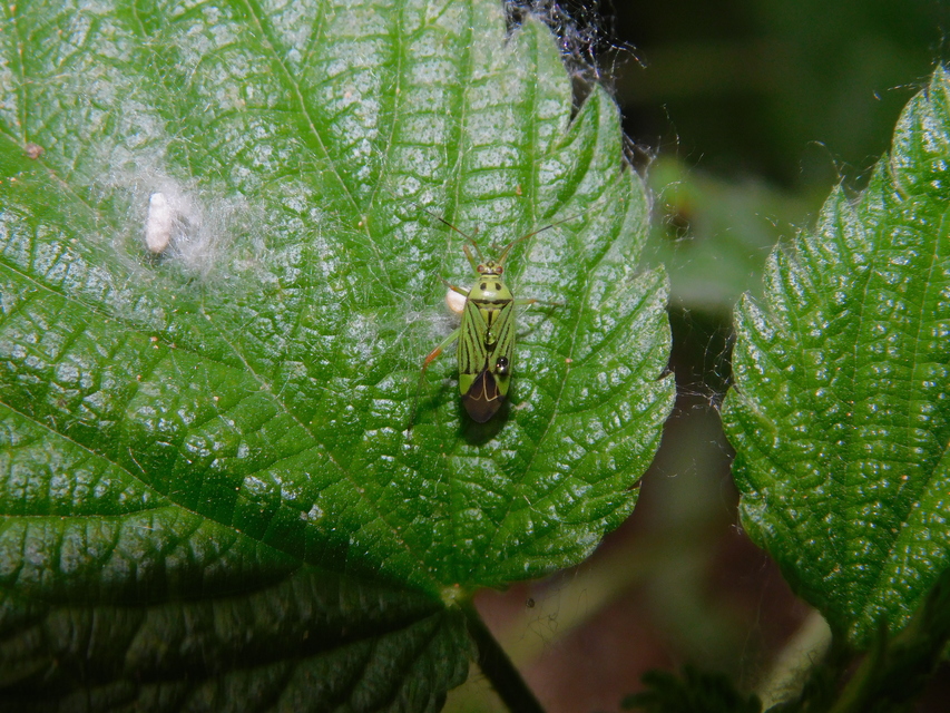 Mermitelocerus schmidtii