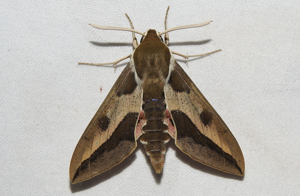 Hyles euphorbiae - kutyatejszender