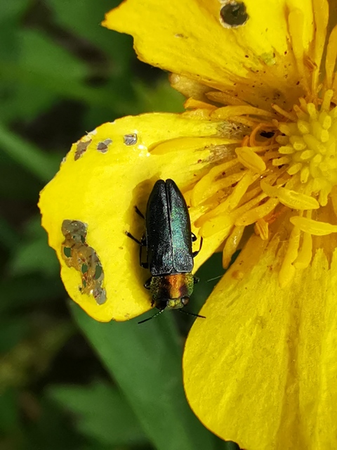 Anthaxia signaticollis - keleti virágdíszbogár