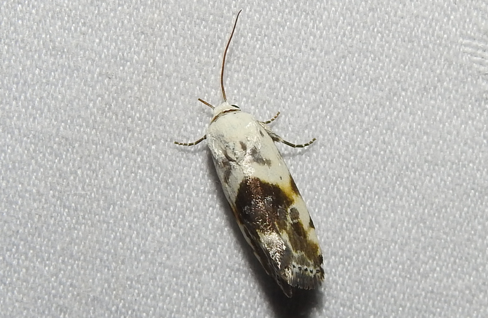 Ponometia candefacta - parlagfűbagoly