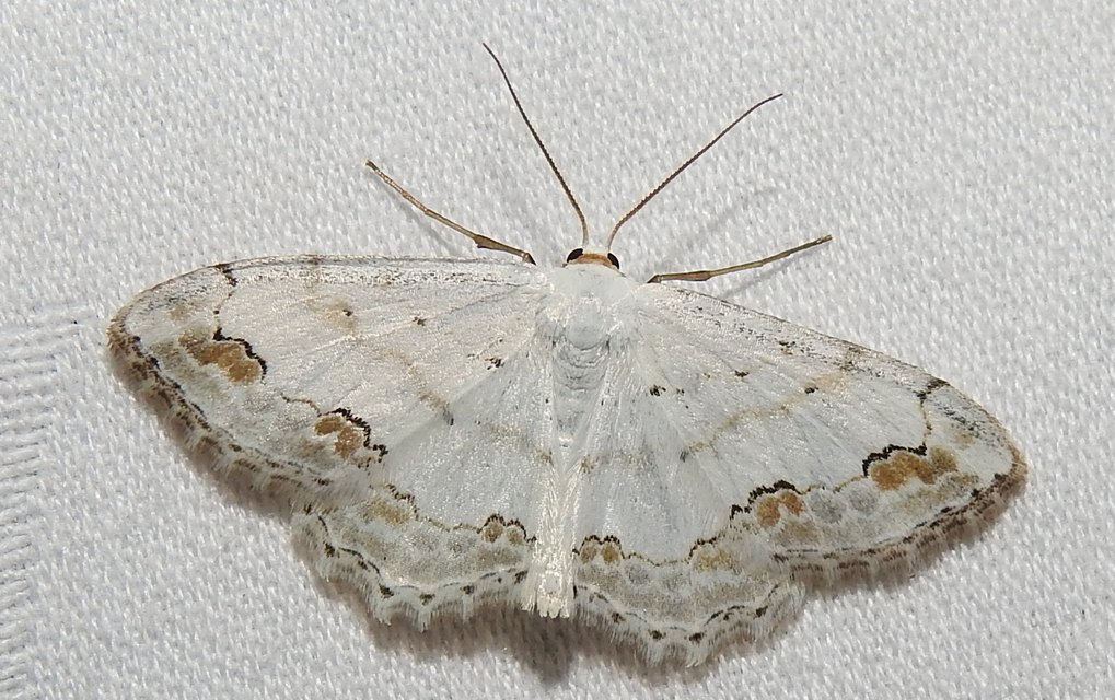 Scopula ornata - díszes fehéraraszoló