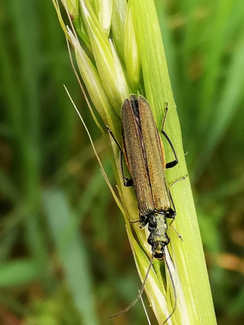Oedemera