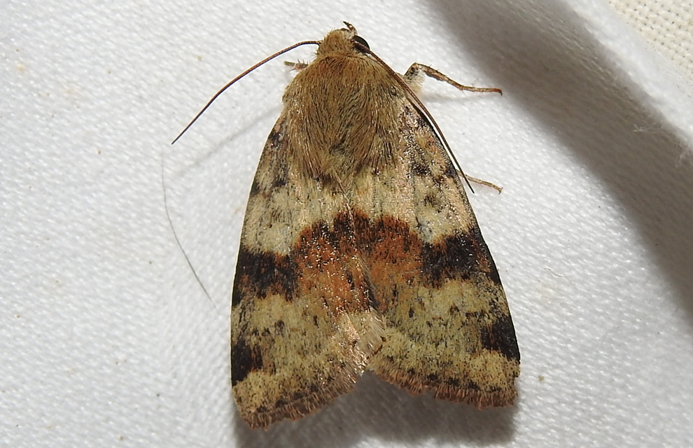 Heliothis viriplaca - mácsonyabagoly