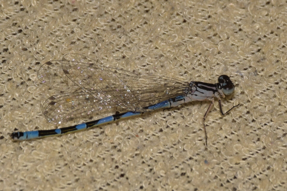 Coenagrion ornatum - díszes légivadász