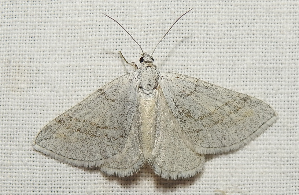 Lithostege griseata - szürke araszoló
