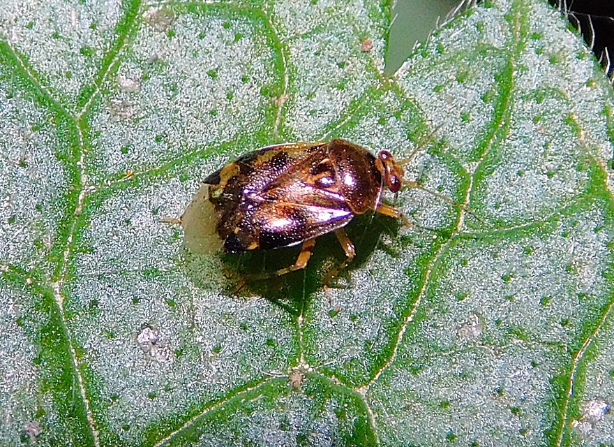 Deraeocoris lutescens - sárgás mezeipoloska