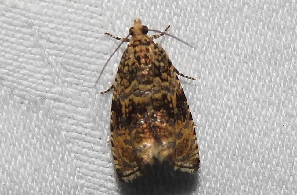 Celypha lacunana - vízparti tükrösmoly