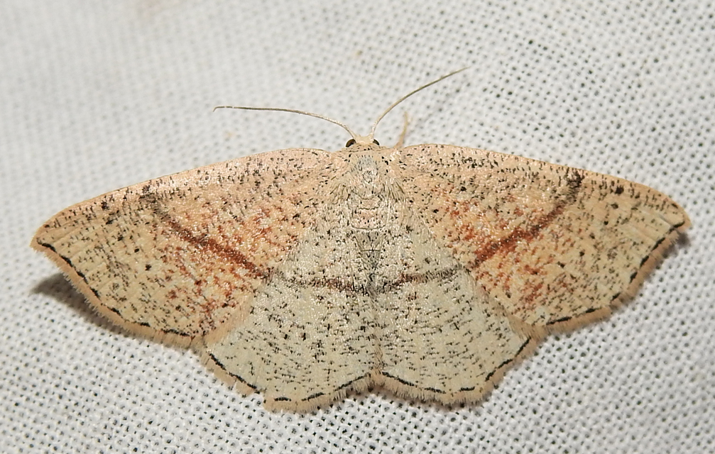Cyclophora punctaria - sávos pettyesaraszoló