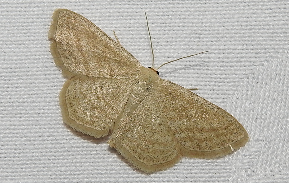 Scopula virgulata - vesszős sávosaraszoló
