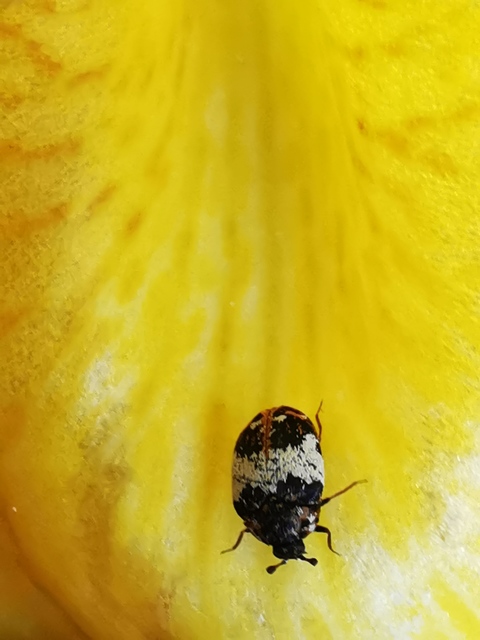 Anthrenus querneri