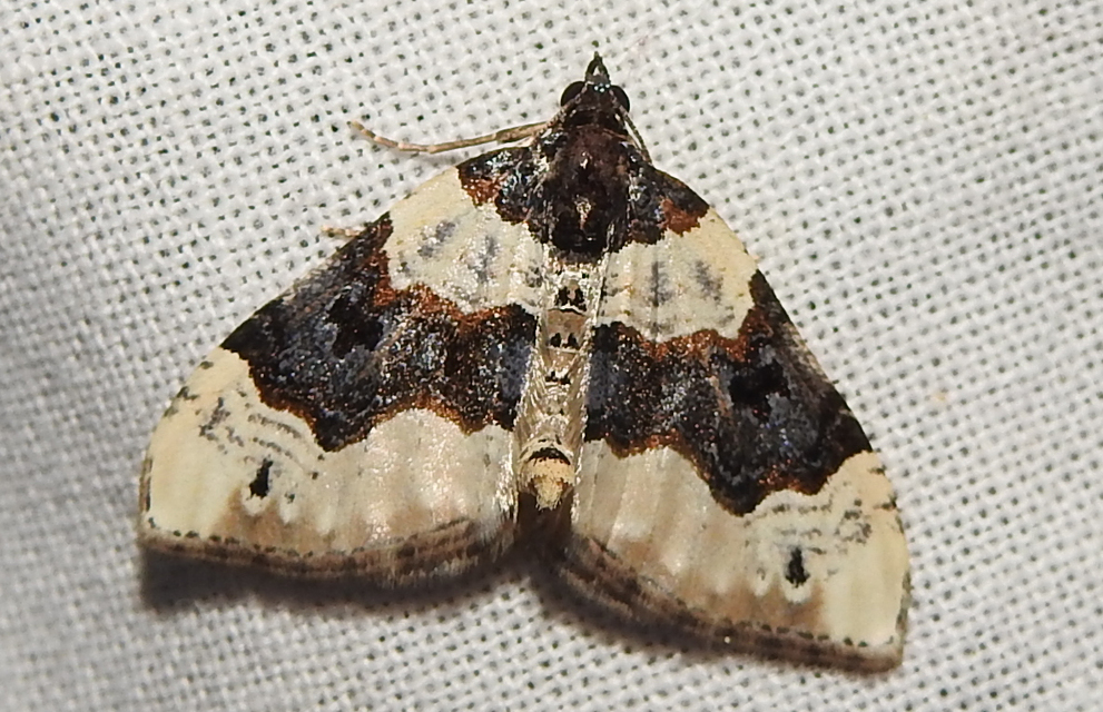 Cosmorhoe ocellata - szemes galajaraszoló