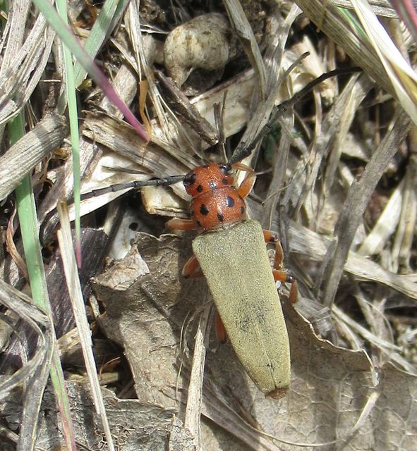 Phytoecia argus - árgusszemű cincér