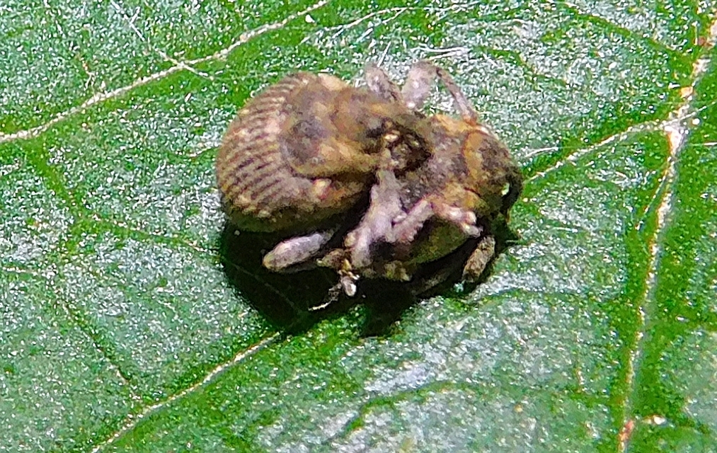 Nedyus quadrimaculatus - közönséges csalánormányos