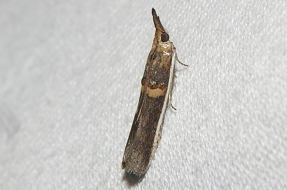 Etiella zinckenella - akácmoly