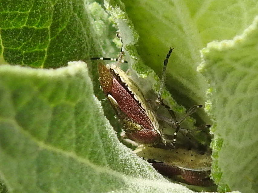 Dolycoris baccarum - közönséges bogyómászó-poloska Dolycoris baccarum - közönséges bogyómászó-poloska
