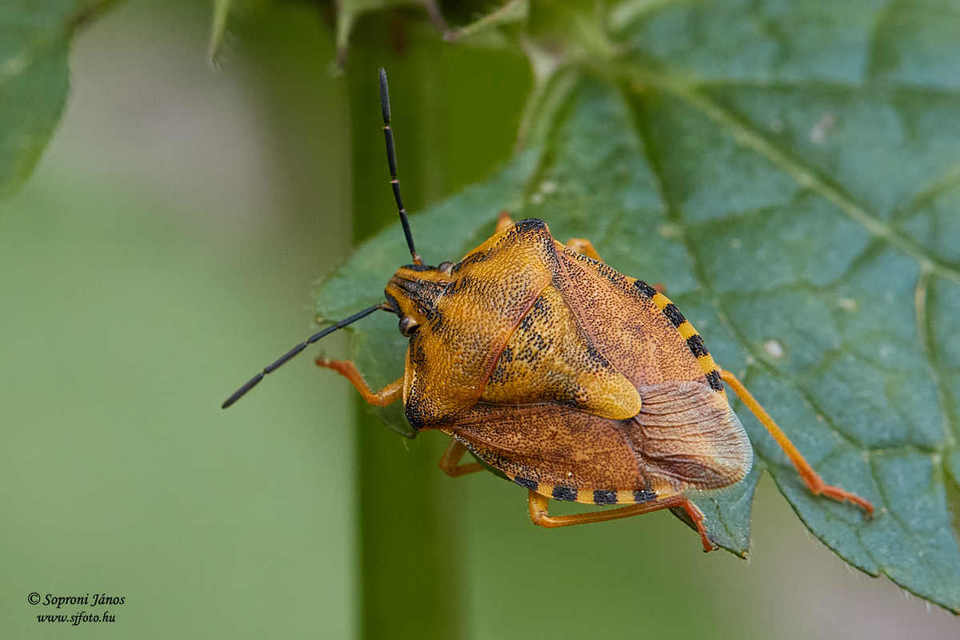 Carpocoris