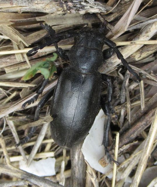 Dorcadion aethiops - fekete gyalogcincér
