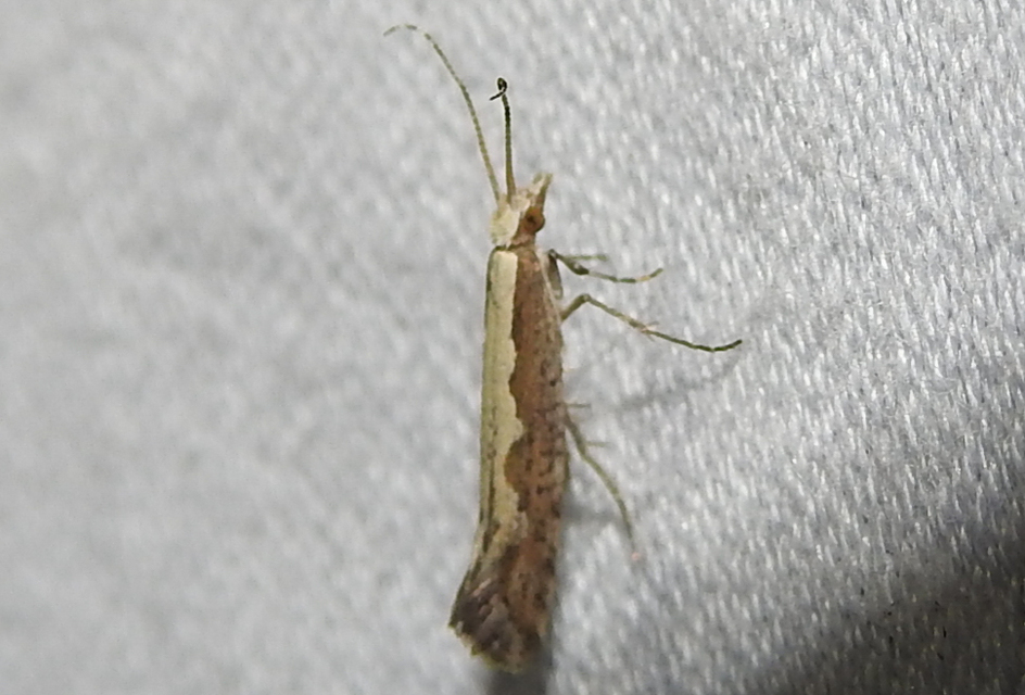 Plutella xylostella - káposztamoly