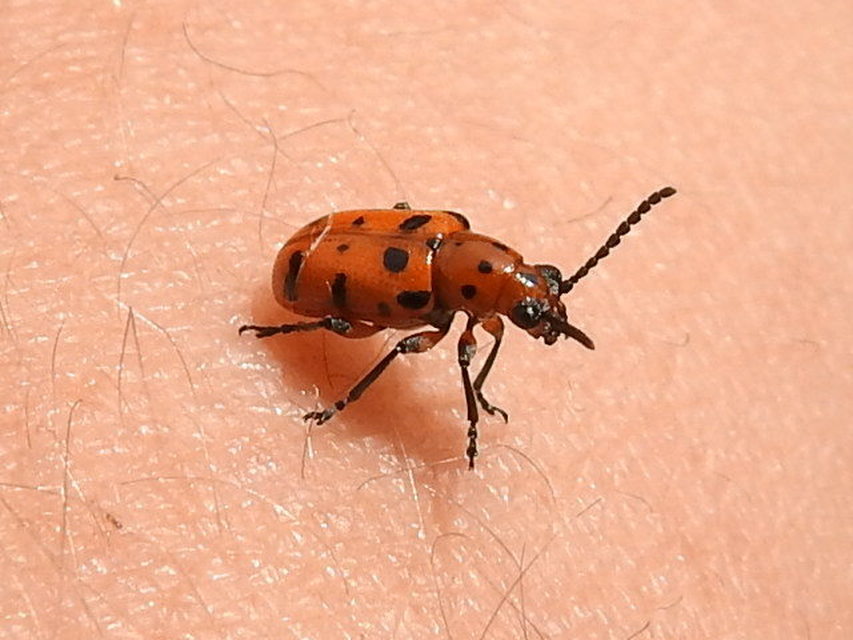Crioceris quatuordecimpunctata - tizennégypontos spárgabogár