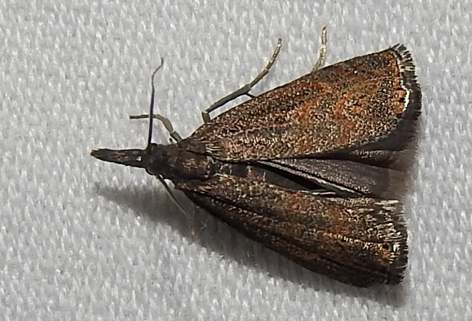 Platytes cerussella - törpe fűgyökérmoly