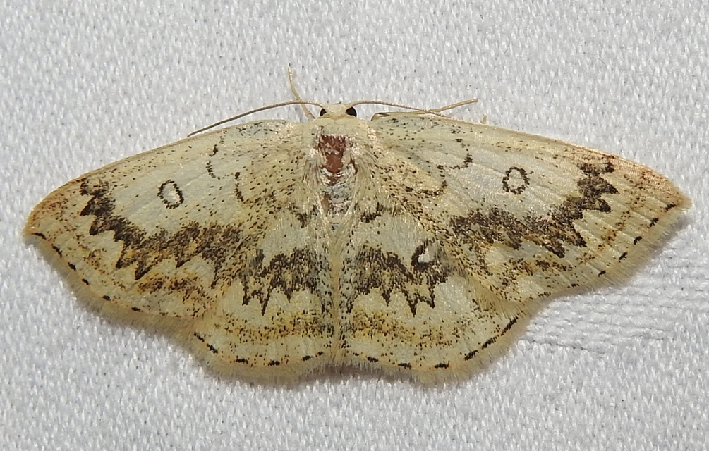 Cyclophora annularia - gyűrűs pettyesaraszoló