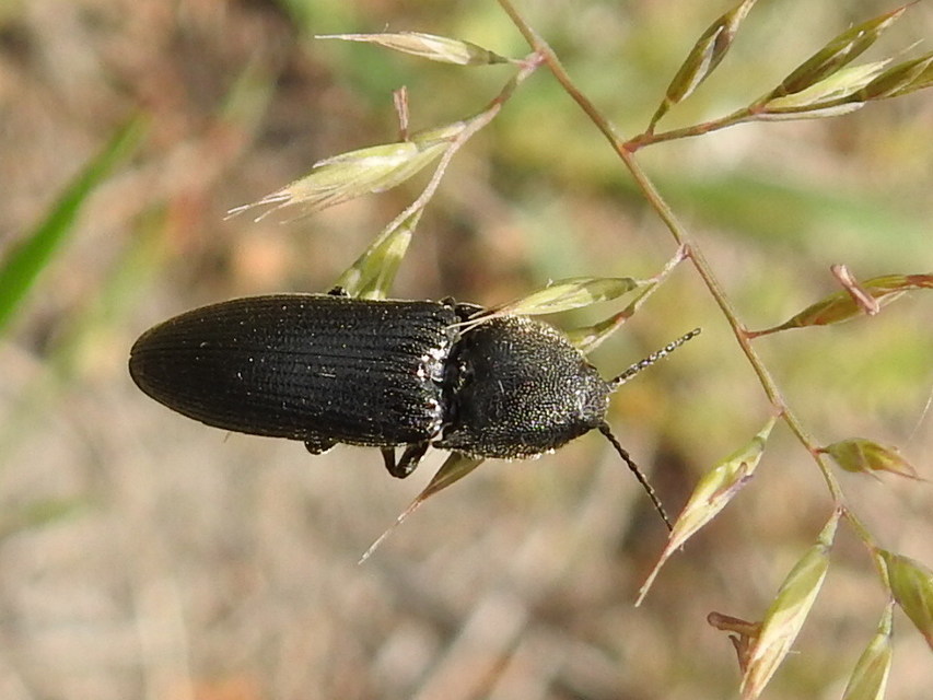 Melanotus punctolineatus - sávos gyászpattanó